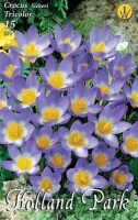 VIRÁGHAGYMA CROCUS TRICOLOR 1-ES ÁRCSOPORT