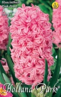 VIRÁGHAGYMA HYACINTHUS PINK PEARL 1-ES ÁRCSOPORT