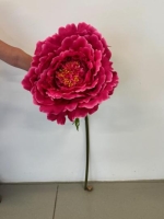SELYE PEONIA ÓRIÁS 