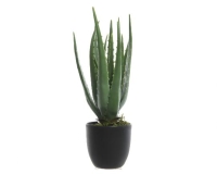 MÛVIRÁG ALOE VERA CSERÉPBEN 800789