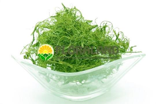 SZÁRAZ TYLLANDSIA VILÁGOSZÖLD