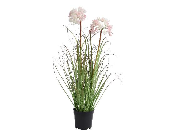 SELYEM ALLIUM CSEREPES 808528