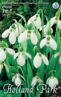 VIRÁGHAGYMA HÓVIRÁG GALANTHUS X10 3-AS ÁCS.