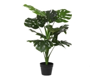 MÛVIRÁG MONSTERA CSERÉPBEN 75CM 899848