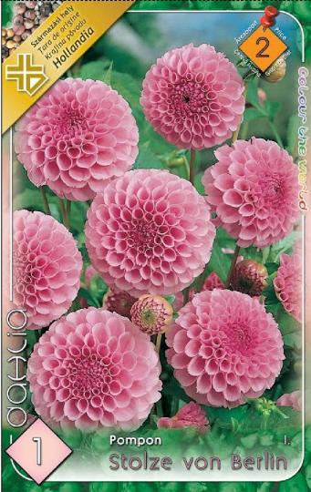 VIRÁGHAGYMA DÁLIA STOLZE VON BERLIN 2-ES ÁRCS.