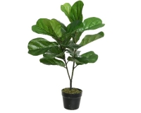 SELYEM FICUS LYRATA 71CM ZÖLD 800807