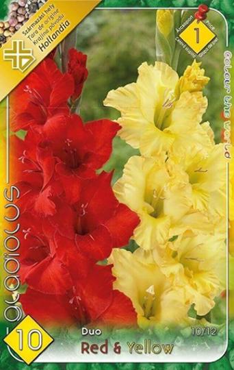 VIRÁGHAGYMA KARDVIRÁG RED-YELLOW X10 1-ES ÁRCSOPORT