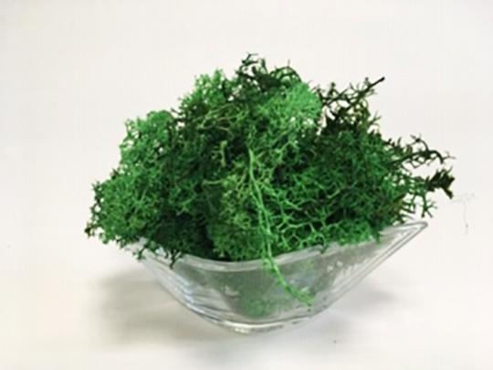 SZÁRAZ ISLANDI MOHA NAGY KÖZÉPZÖLD VILÁGOS