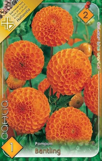 VIRÁGHAGYMA DÁLIA BANTLING 2-ES ÁRCS.