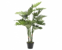 SELYEM PHILODENDRON CSERÉPBEN 100CM ZÖLD 802142