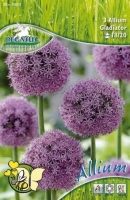 VIRÁGHAGYMA ALLIUM GLADIATOR X1 2-ES ÁCS.