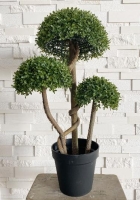 MÛVIRÁG BONSAI 3 FEJ CSERÉPBEN 80CM 569097