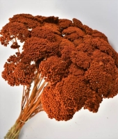 SZARAZ ACHILLEA NARANCS