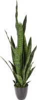 MÛVIRÁG SANSEVIERIA KASPÓBAN 92CM ZÖLD 039789