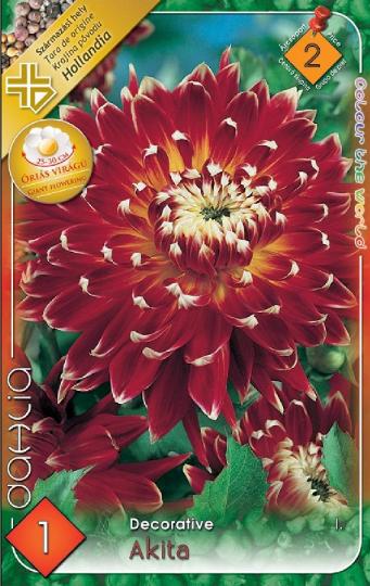 DÁLIA VIRÁGHAGYMA AKITA X1 2-ES ÁRCS.