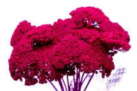 SZARAZ ACHILLEA EPER