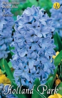 VIRÁGHAGYMA HYACINTHUS BLUE 1-ES ÁRCSOPORT