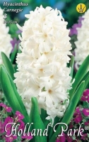 VIRÁGHAGYMA HYACINTHUS WHITE 1-ES ÁRCSOPORT