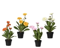 MÛVIRÁG SZÁZSZORSZÉP CSERÉPBEN 833262