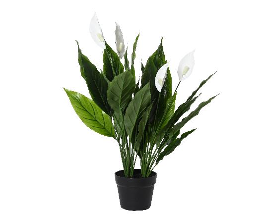SELYEM SPATHIPHYLLUM CSERÉPBEN 60CM 835094