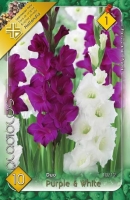 VIRÁGHAGYMA KARDVIRÁG PURPLE-WHITE X10 1-ES ÁRCS.