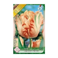 VIRÁGHAGYMA TULIPÁN APRICOT PARROT X5 3-AS ÁCS.