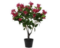 SELYEM BOUGAINVILLEA CSERÉPBEN 70CM 808433