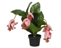 SELYEM MEDINILLA 42CM ZÖLD 804210