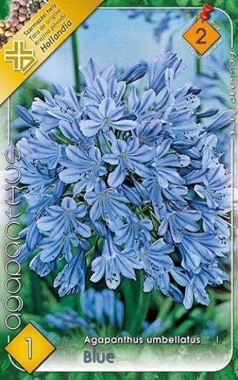 VIRÁGHAGYMA AGAPANTHUS BLUE 2-ES ÁCS.