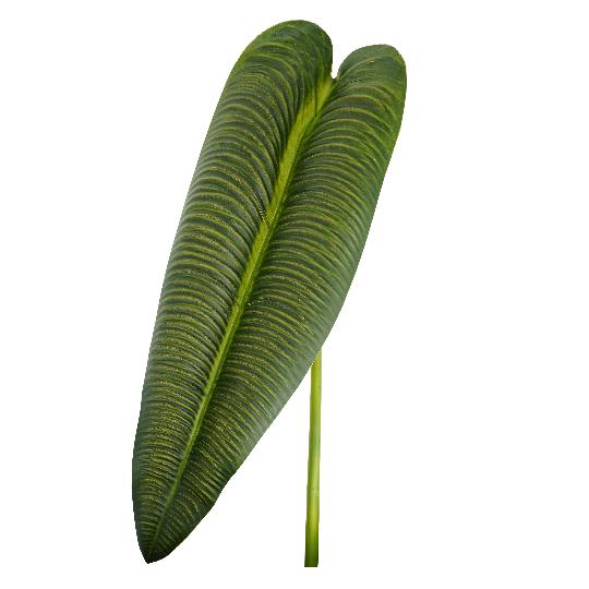 SELYEM ANTHURIUM LEVÉL 81CM ZÖLD DD69105