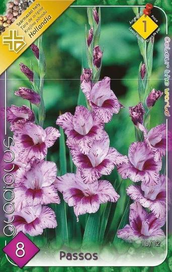 VIRÁGHAGYMA KARDVIRÁG PASSOS 1-ES ÁCS.