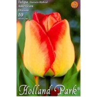 VIRÁGHAGYMA TULIPÁN AMERICAN DREAM X6 2-ES ÁCS.
