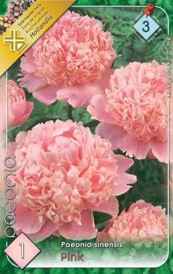 VIRÁGHAGYMA PEÓNIA PINK X1 3-AS ÁRCSOPORT