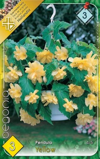 VIRÁGHAGYMA BEGONIA PENDULA YELLOW 3-AS ÁCS.