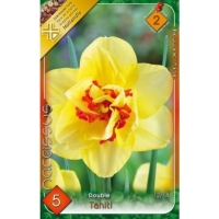 VIRÁGHAGYMA NARCISSUS TAHITI X5 2-ES ÁCS.