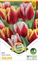 VIRÁGHAGYMA TULIPÁN DUO COLOR TWINS X6 2-ES ÁCS.