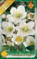 VIRÁGHAGYMA HELLEBORUS NIGER 2-ES ÁCS.